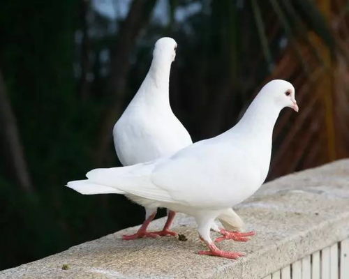 飞鸽子官方下载和传奇手游软件,科学数据解释定义|户外版_v2.161