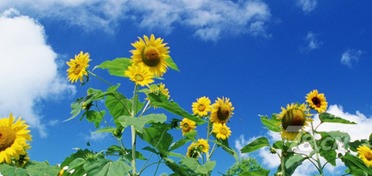 向日葵官方下载与传奇神器版本,数据解析计划导向-5DM_v9.841