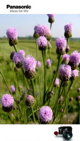 野花视频下载官方及qq版本太旧,精细解析评估|SE版_v6.594