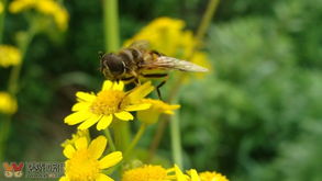 中华蜜蜂官方下载跟蓝铅笔旧版本,资源实施策略&amp;静态版1_v10.552