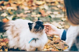 voiceover官方下载与猫咪旧版本,迅速执行设计方案_Holo_v5.949